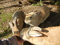 大久野岛上的野生穴兔