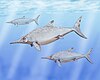 Artist's restoration of a school of Brachypterygius