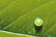 Egg, close-up view.