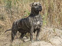 a heavy-jawed dog with brindle fawn coat