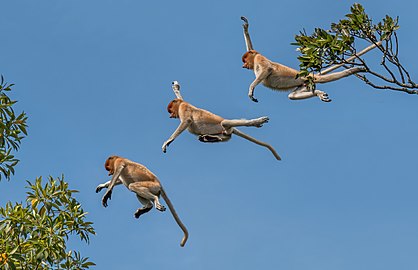 Proboscis monkey Nasalis larvatus ♂ Malaysia