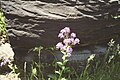 Hesperis matronalis growing by a rock in May