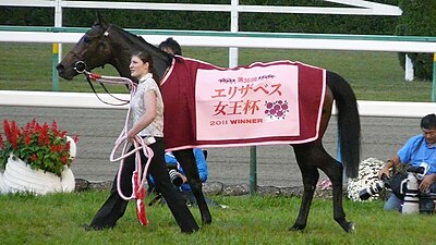 2011年冠军“飞雪仙踪”