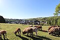 Stadtkyll (Eifel); Panoramablick auf Stadtkyll