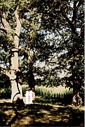 Four ancient oak trees (c. 1500) near Păltiniș. Photo c. 1995.