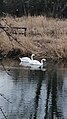Swans at Trottick Ponds