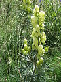 Aconitum anthora