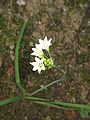 Allium zebdanense