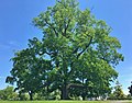 American elm in Greenwich, Connecticut (May 2019)