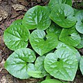 Leaves close up