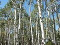 Aspen (Populus tremuloides)