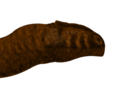 Carcharodontosaurus iguidensis reconstruction.