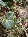 Cardamine hirsuta