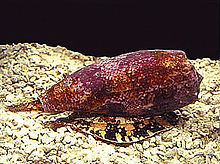 a red shelled marine snail with a white and black spotted foot