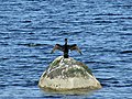Cormorant at Lunderston Bay