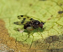 Drosophila glabriapex