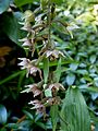 Epipactis helleborine