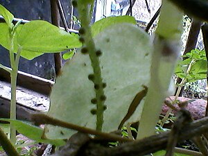 Young shoot of Paederia foetida