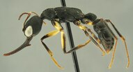 Harpegnathos alperti worker ant