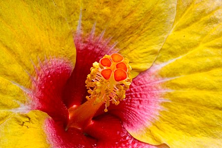 Hibiscus