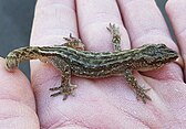 A korowai gecko found on the west coast of the Auckland Region, New Zealand