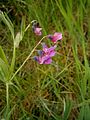 Lathyrus linifolius