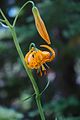 Lilium iridollae