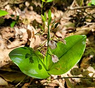 Liparis liliifolia