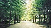 The metasequoia trees in Namiseom are a seichi for fans of the K-drama series Winter Sonata. After broadcasting, the area around the trees was improved to accommodate expected visiting fans.