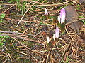 Colchicum bulbocodium opening