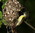 Female at nest. Note the faint supercilium.