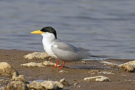 River tern (Sterna aurantia)