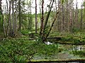 Stockholm - Swamp in a sarmatic mixed forest.