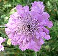 Scabiosa columbaria