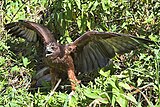 Fledgling, Waikato, New Zealand