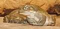 Colorado River toad