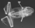 File:X-ray of paratype of Paedophryne amauensis (LSUMZ 95002).png