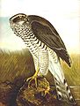 Habicht (Accipiter gentilis). Engraving by Johann Friedrich Naumann.