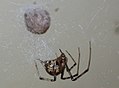 American house spider, Parasteatoda tepidariorum, a cobweb spider