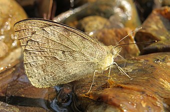 Ventral view