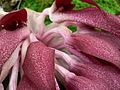 Tongue orchid (Bulbophyllum fletcherianum)