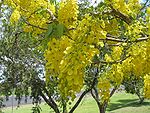 Indian Laburnum -- Cassia fistula (kanikkonna in Malayalam & kondrai in Tamil)