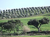 Castro Verde, Natura 2000 site in Portugal