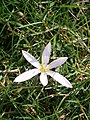 Colchicum hungaricum