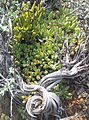 Cotyledon papillaris is a spreading, procumbent species. Its short flowers have long, yellowish lobes.