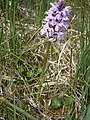 Dactylorhiza majalis subsp. sphagnicola