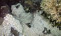 Image 29Dense mass of white crabs at a hydrothermal vent, with stalked barnacles on right (from Habitat)