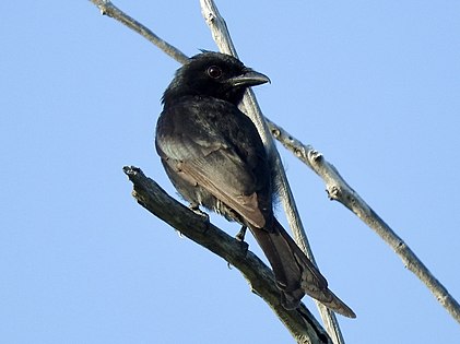 Aldabra drongo (Q1591792)