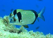 Diplodus vulgaris