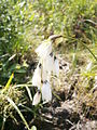 Eriophorum latifolium